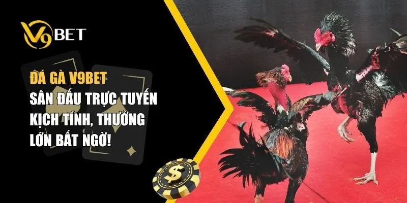 đá gà V9bet